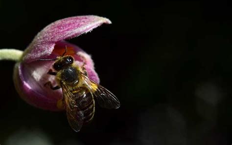 蜜蜂入屋寓意